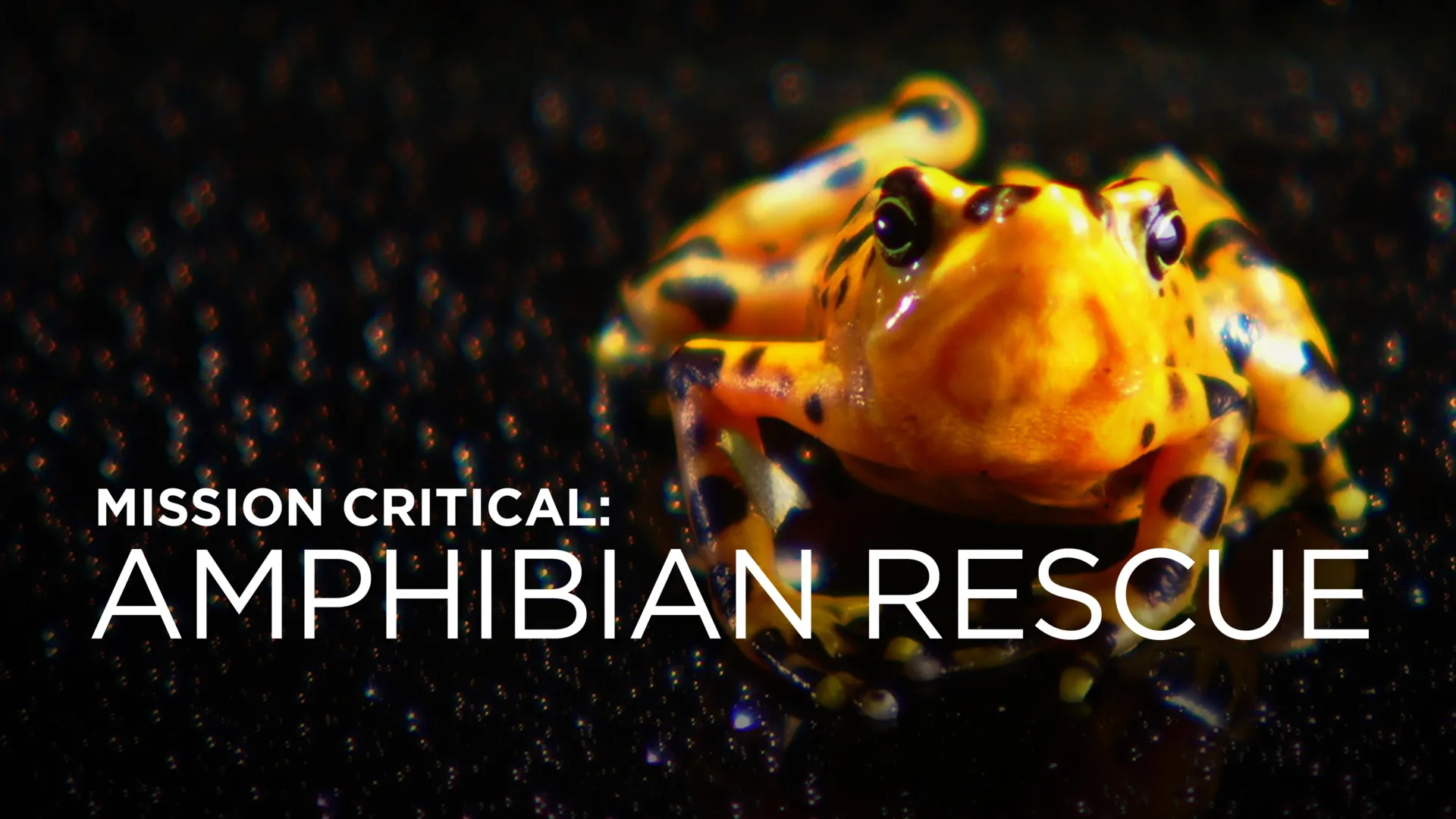 Mission Critical: Amphibian Rescue
