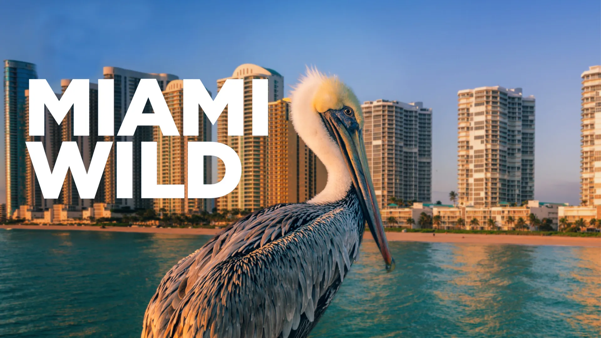 Miami Wild
