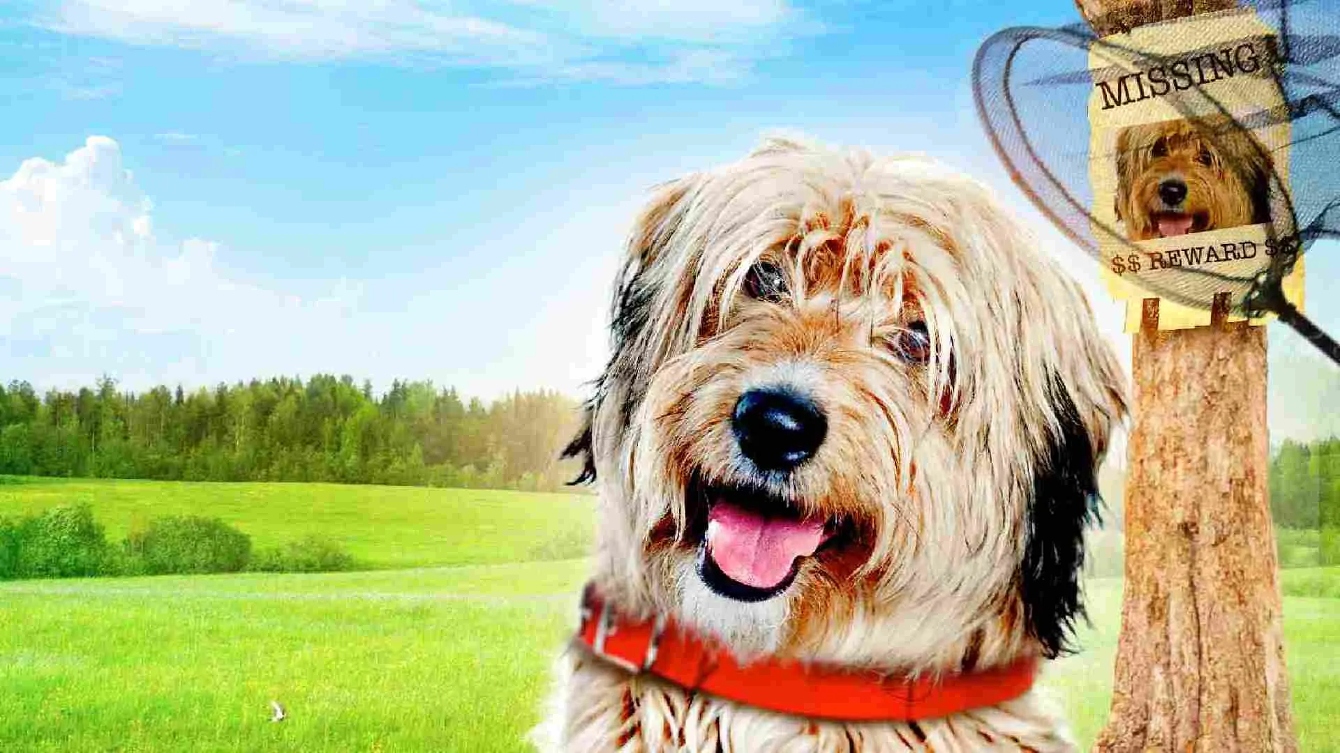 Dognapped