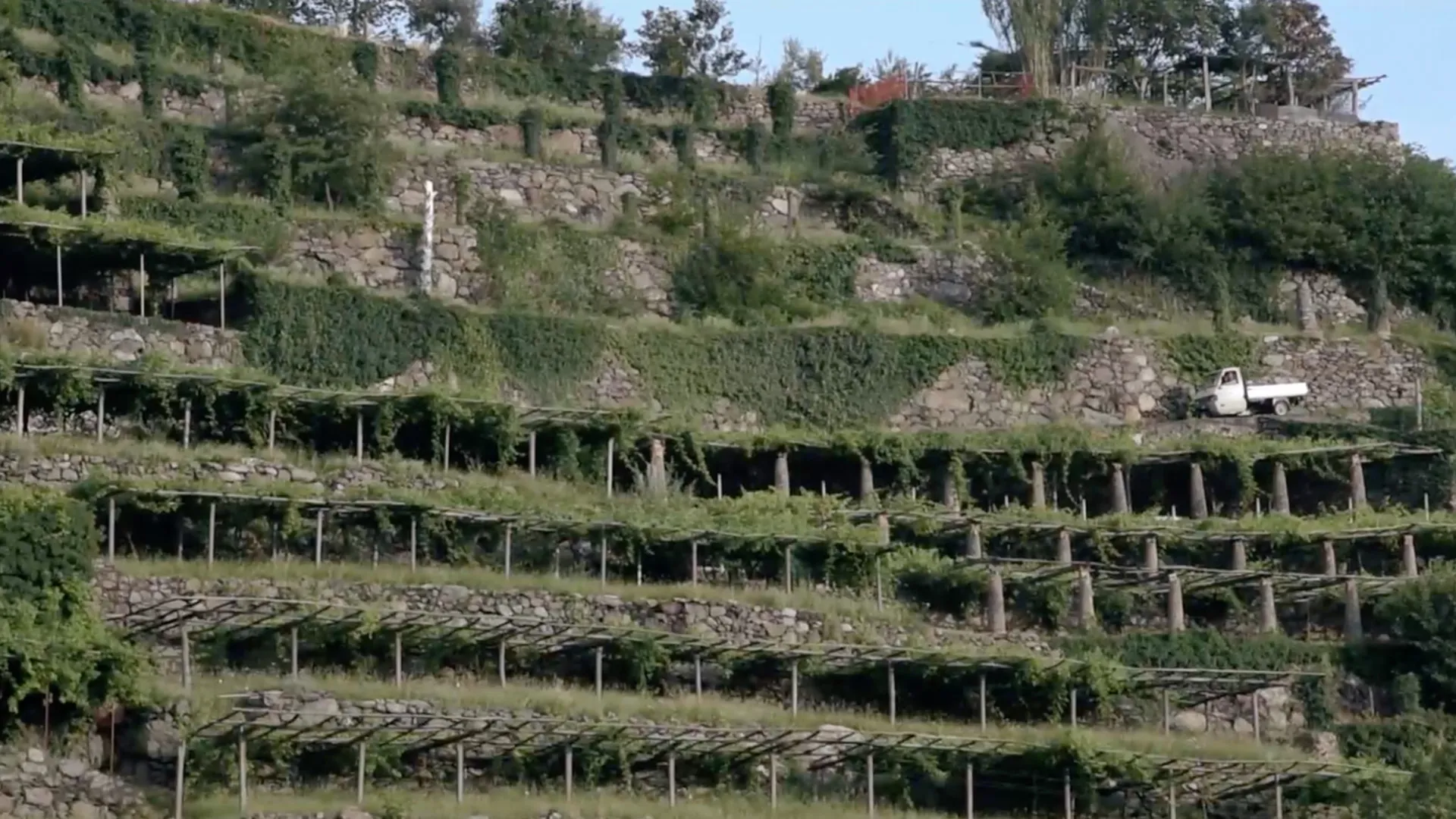 Vino di Confine