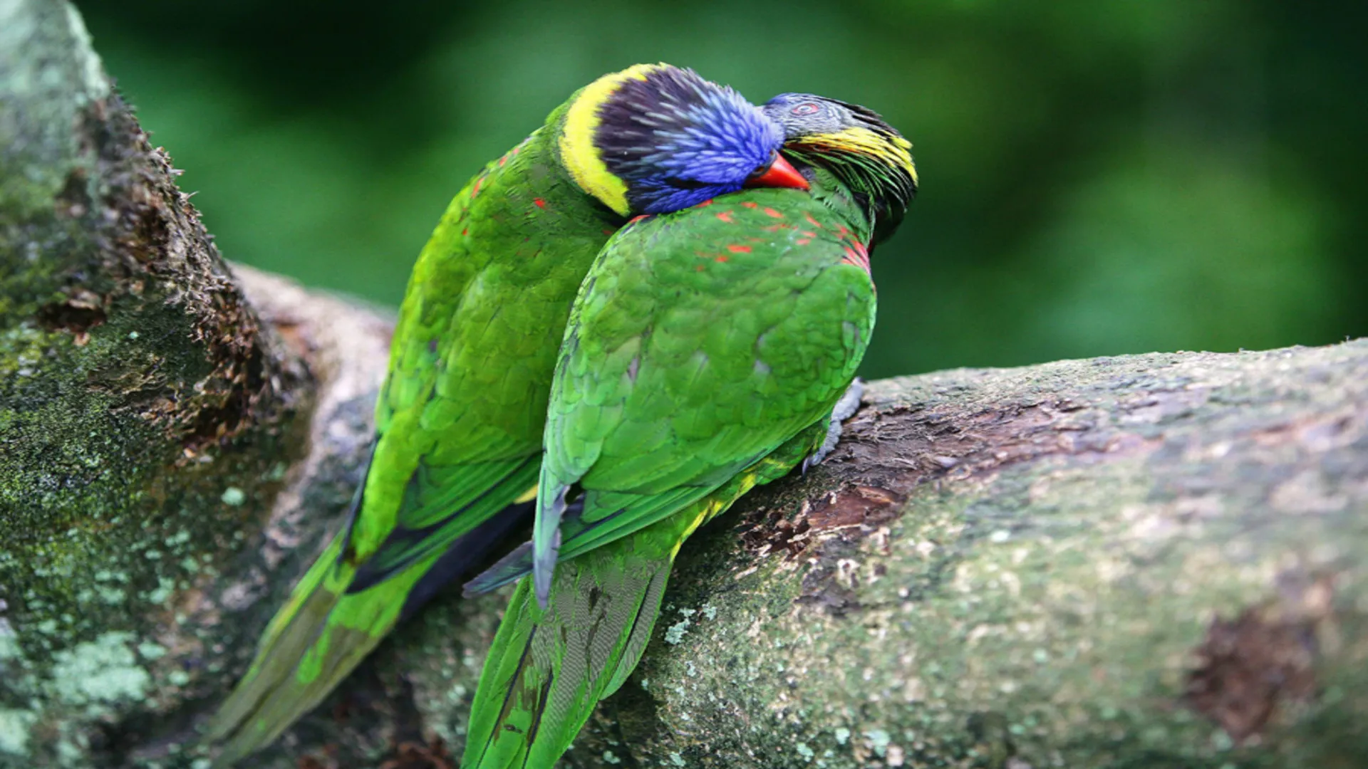 Tendresses animales