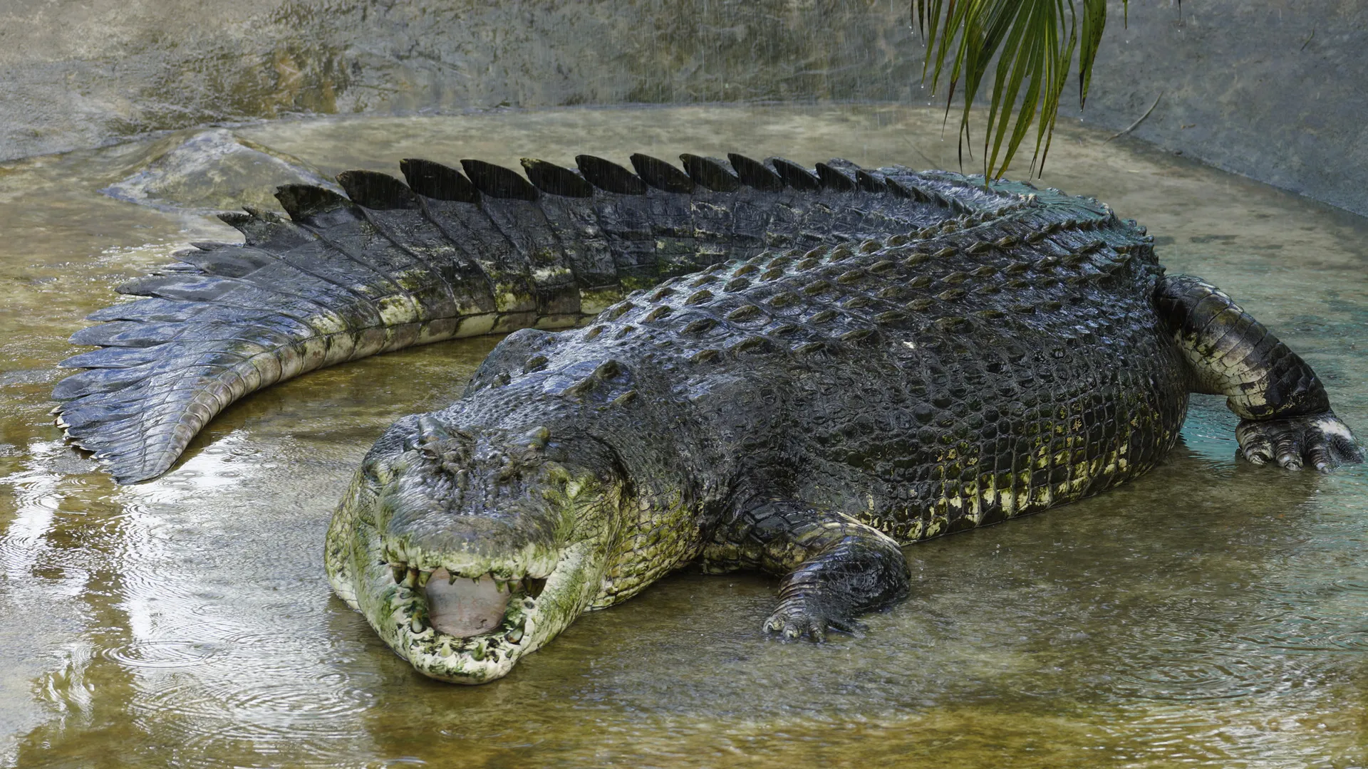 Face au crocodile géant