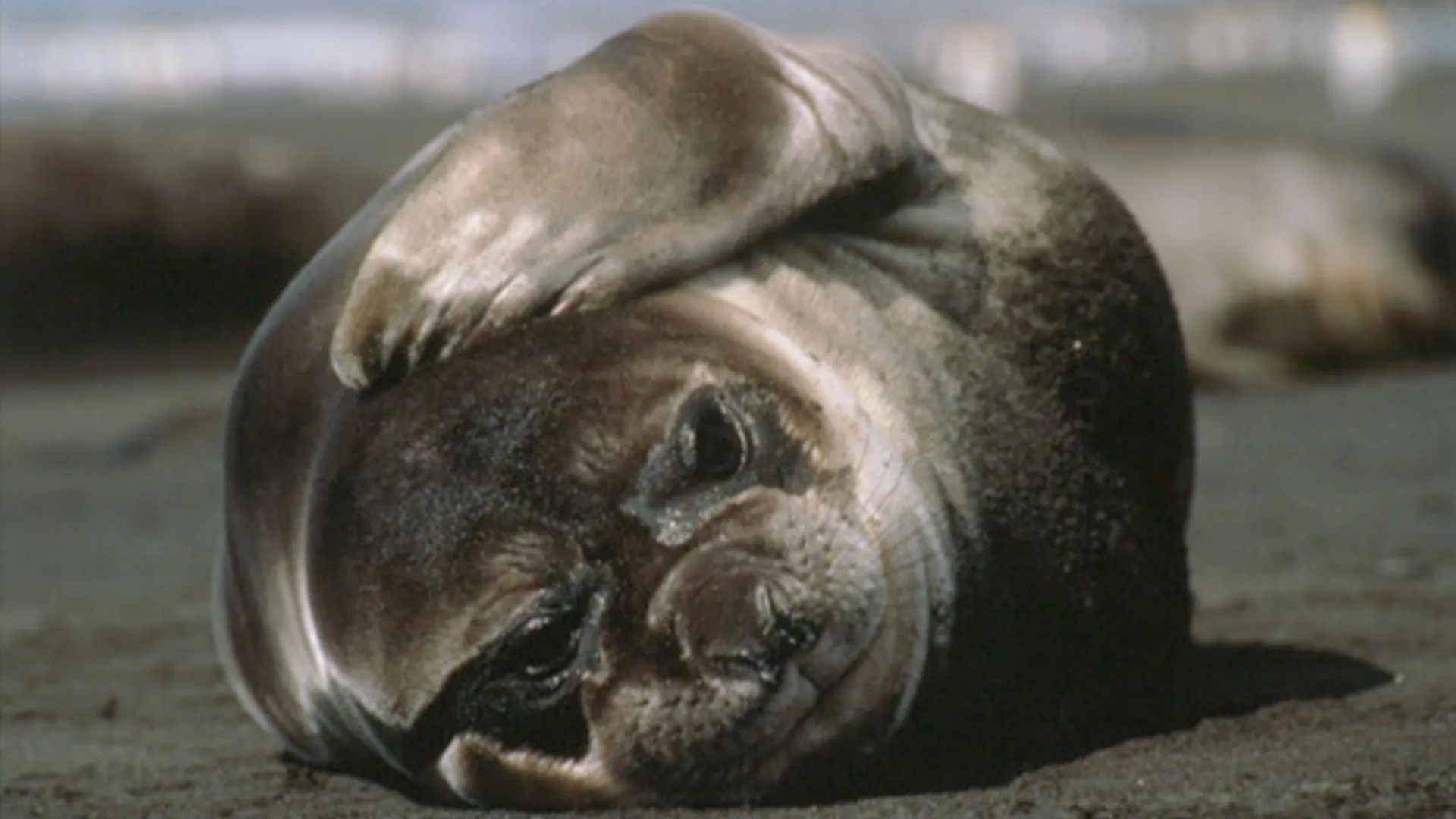 Mammiferes Marins FR