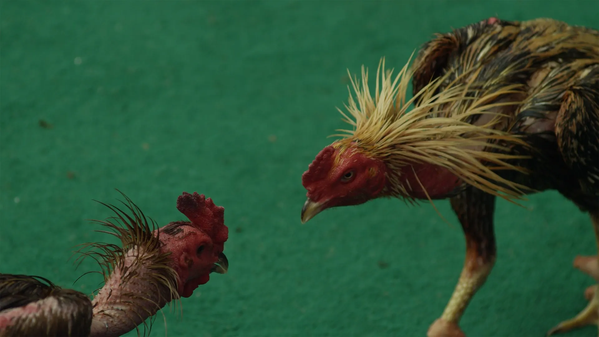 La Planete Des Poules FR