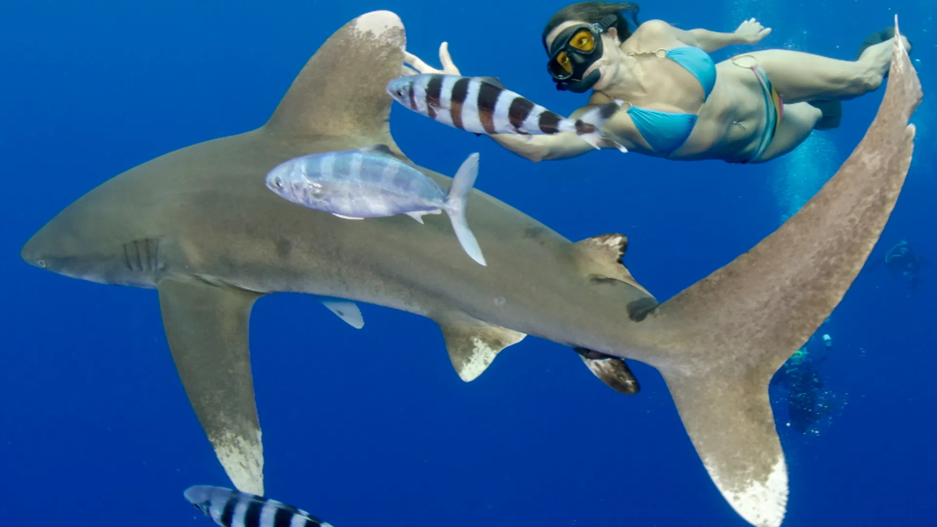 Shark Divers Part 1