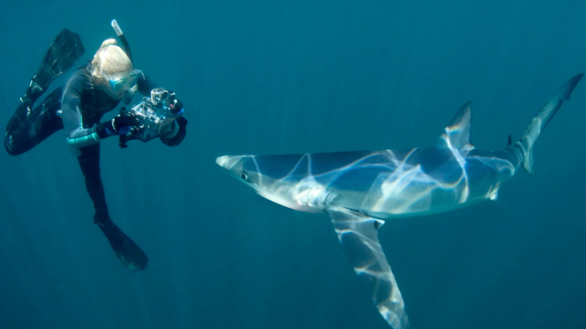 Shark Divers Part 2