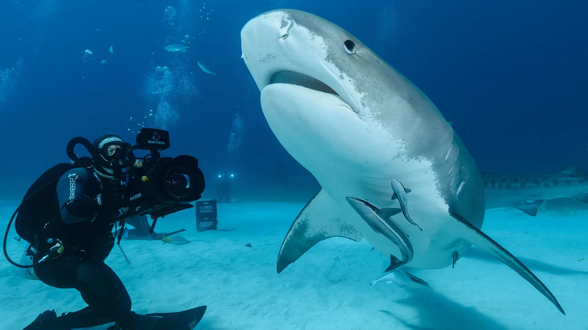 Blue World: Shark Encounters in the Deep
