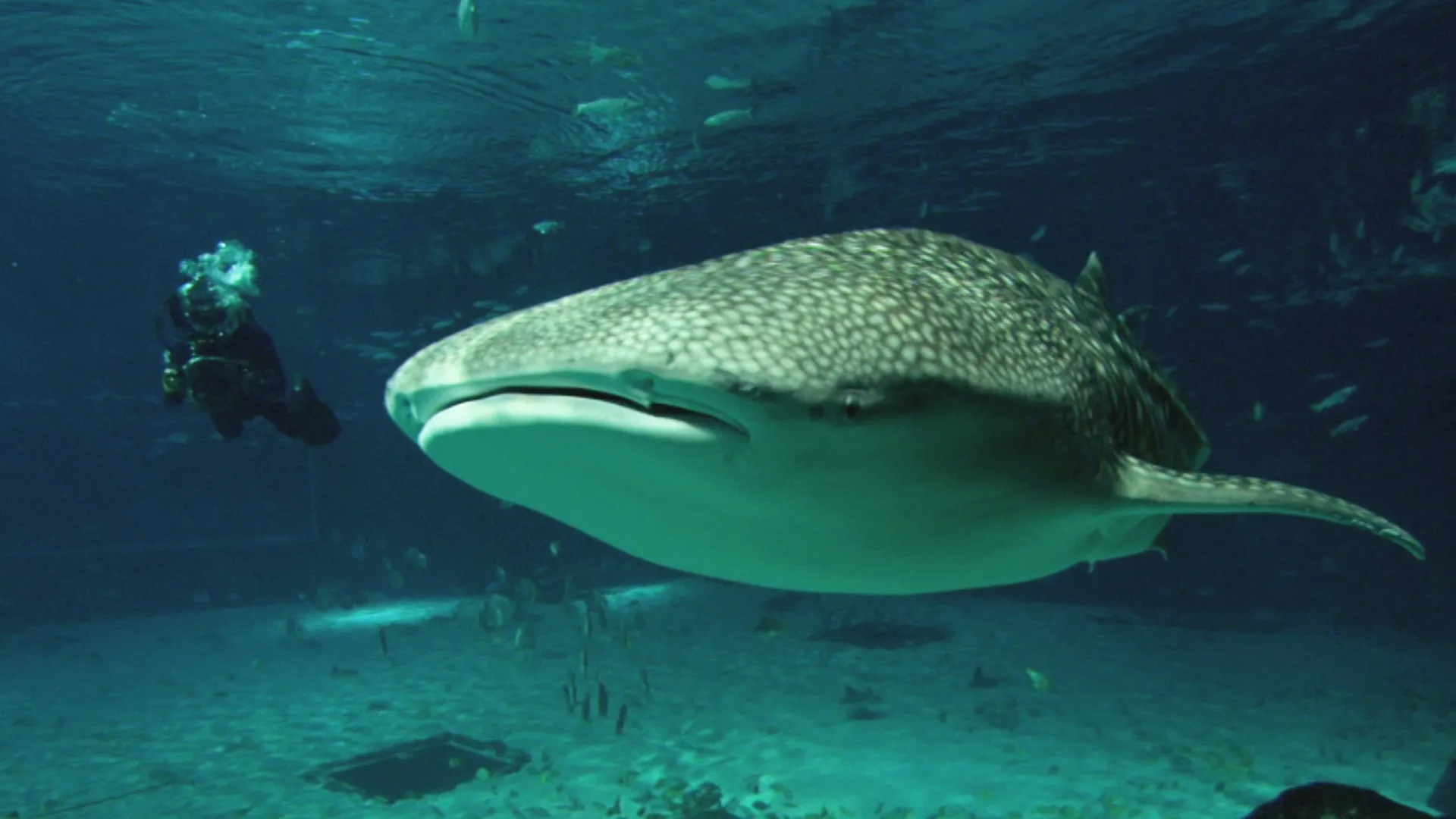 Whale Sharks…Gentle Giants