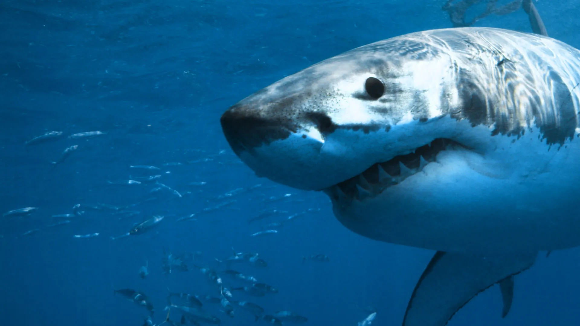 Rise of the Great White Shark