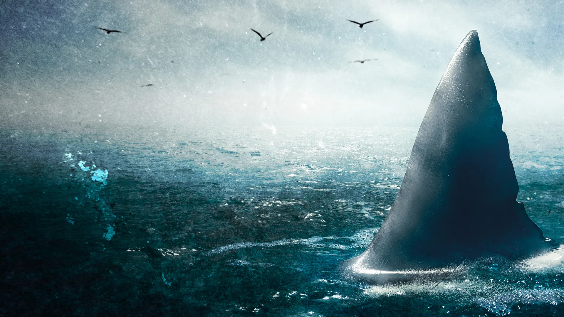 Sharks: The Big Five