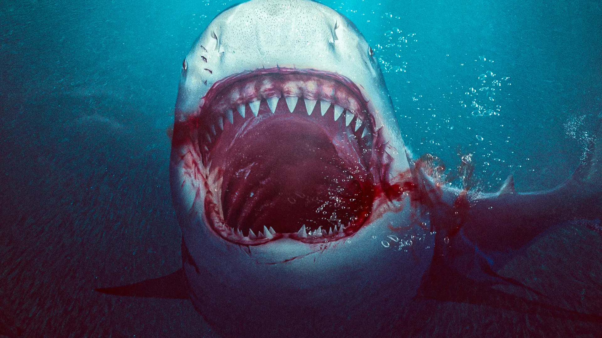 Bull Shark