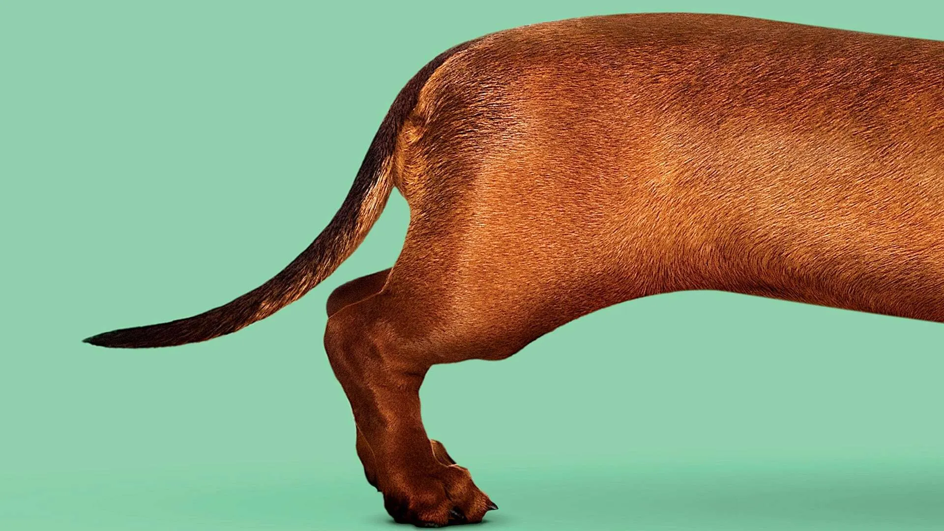 Wiener-Dog CA