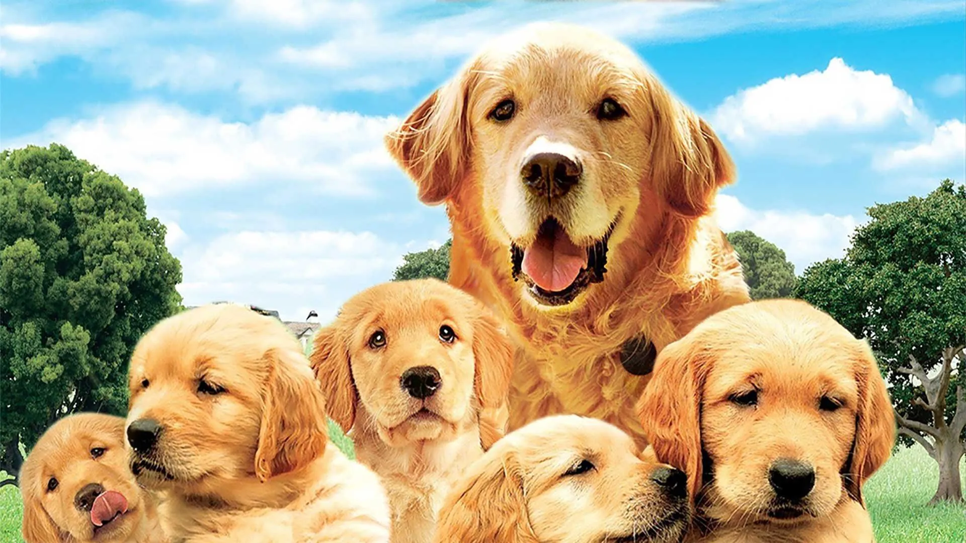 The Retrievers CA