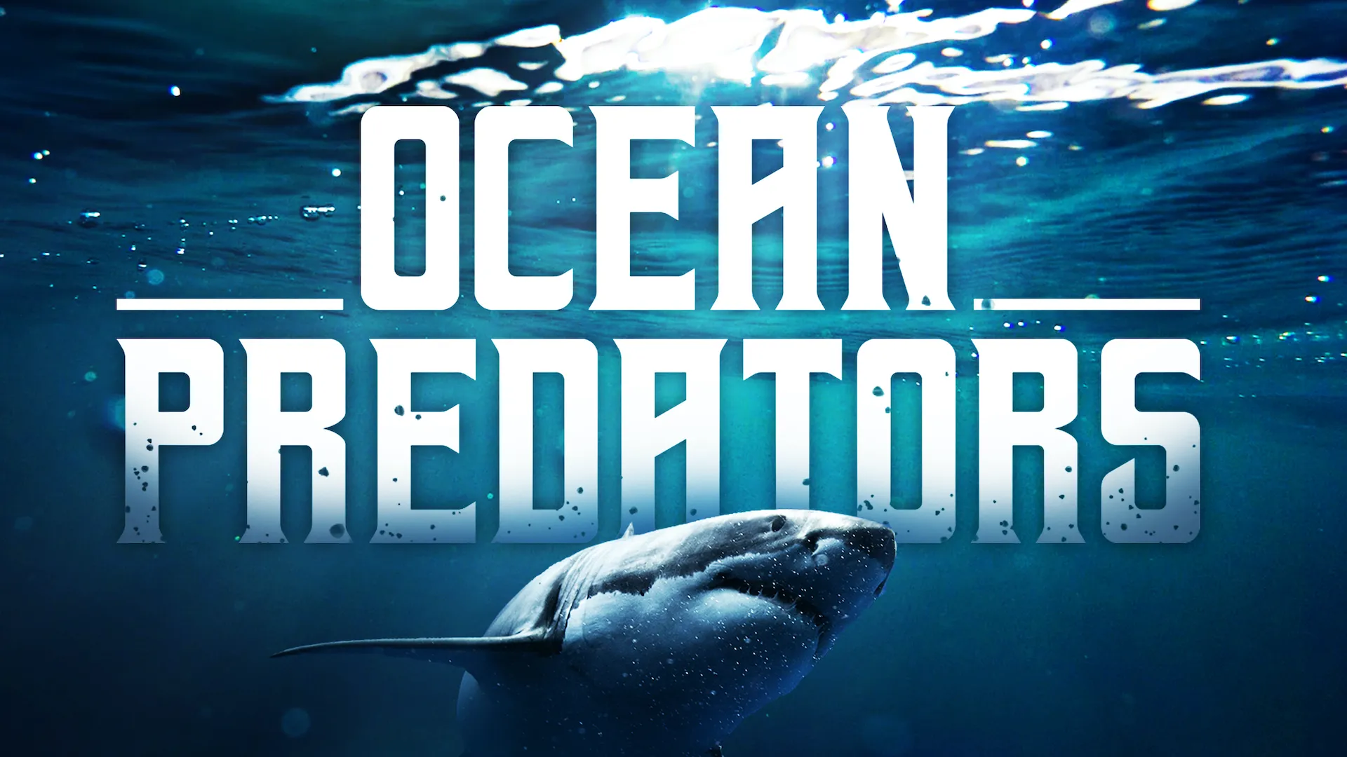 Ocean Predators
