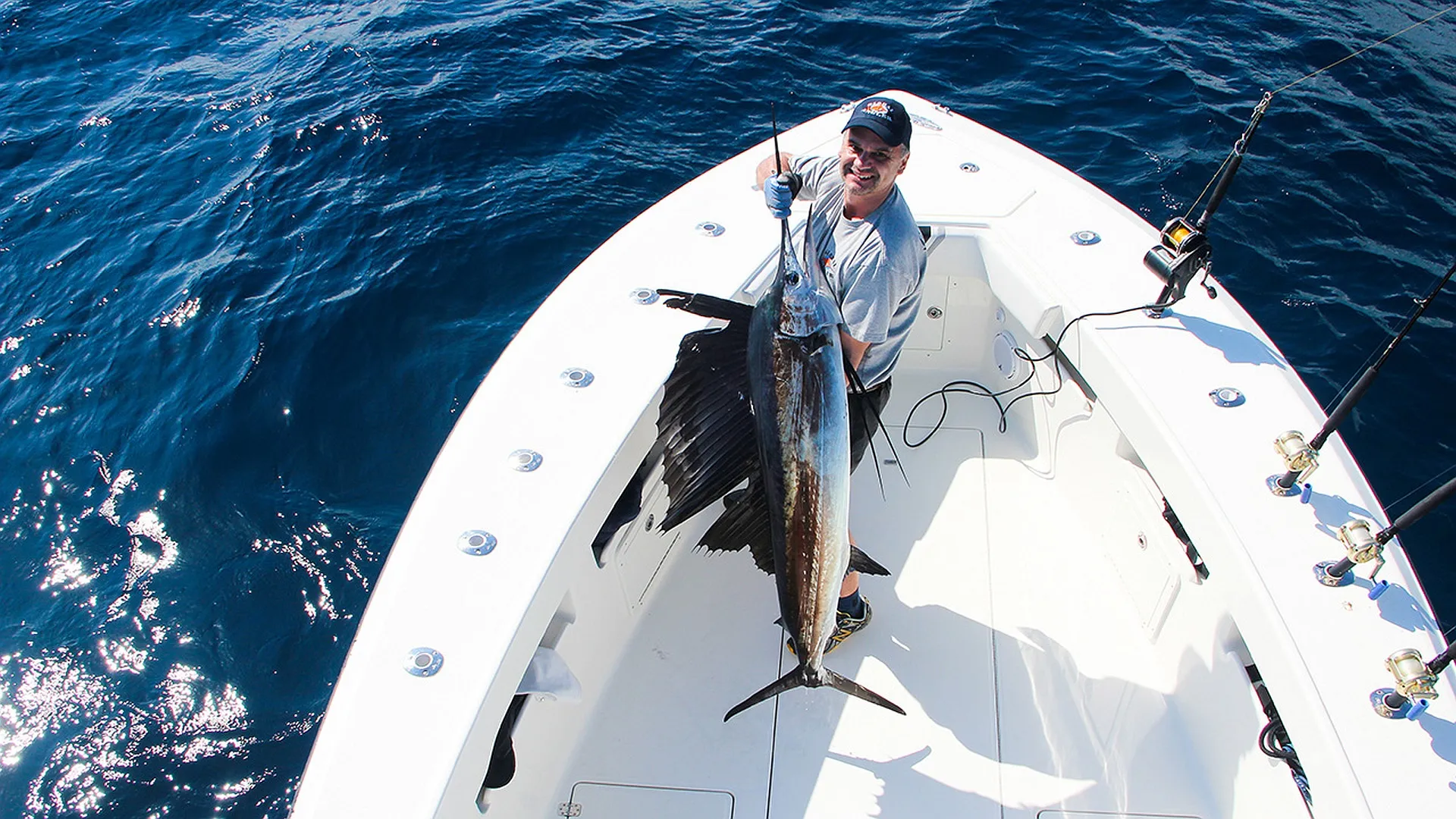 Segelfische vor Miami in Florida