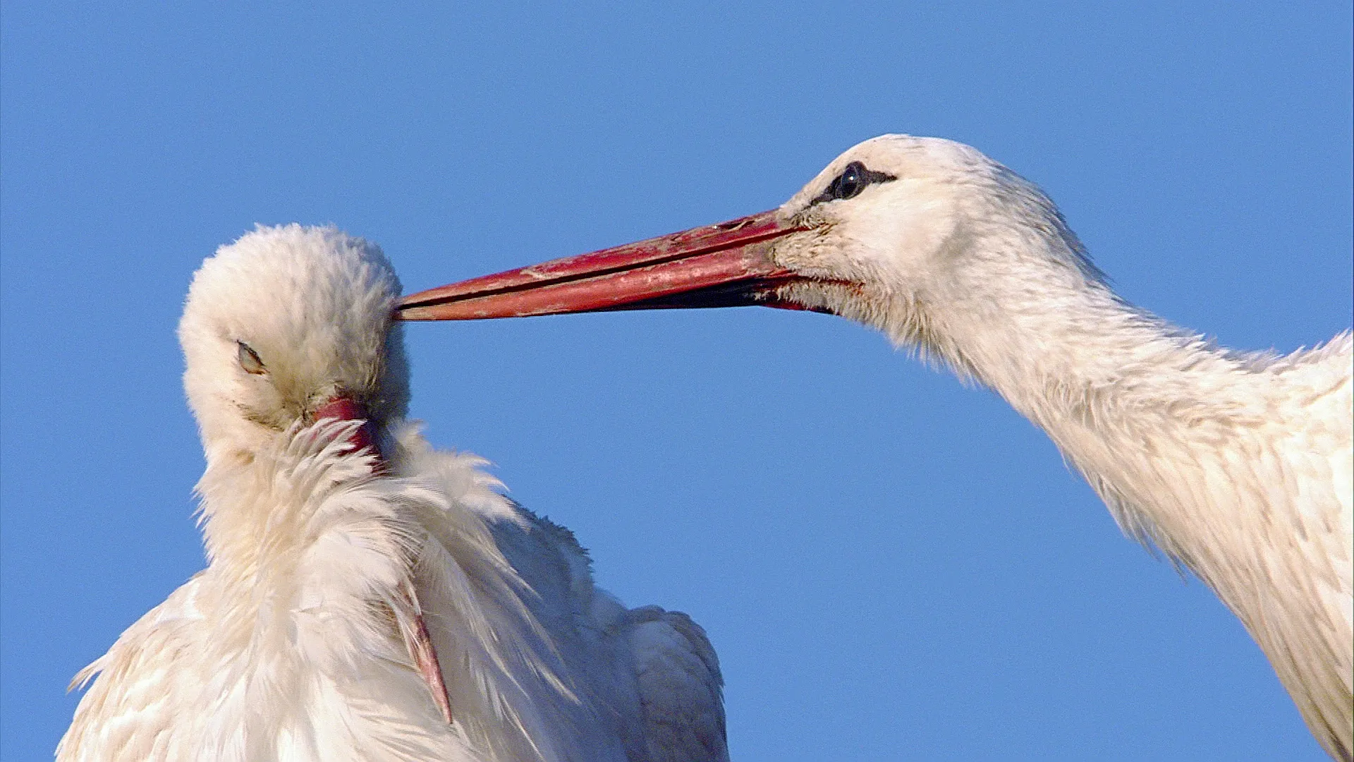 Unter Störchen – Ein Dorf im Vogelfieber