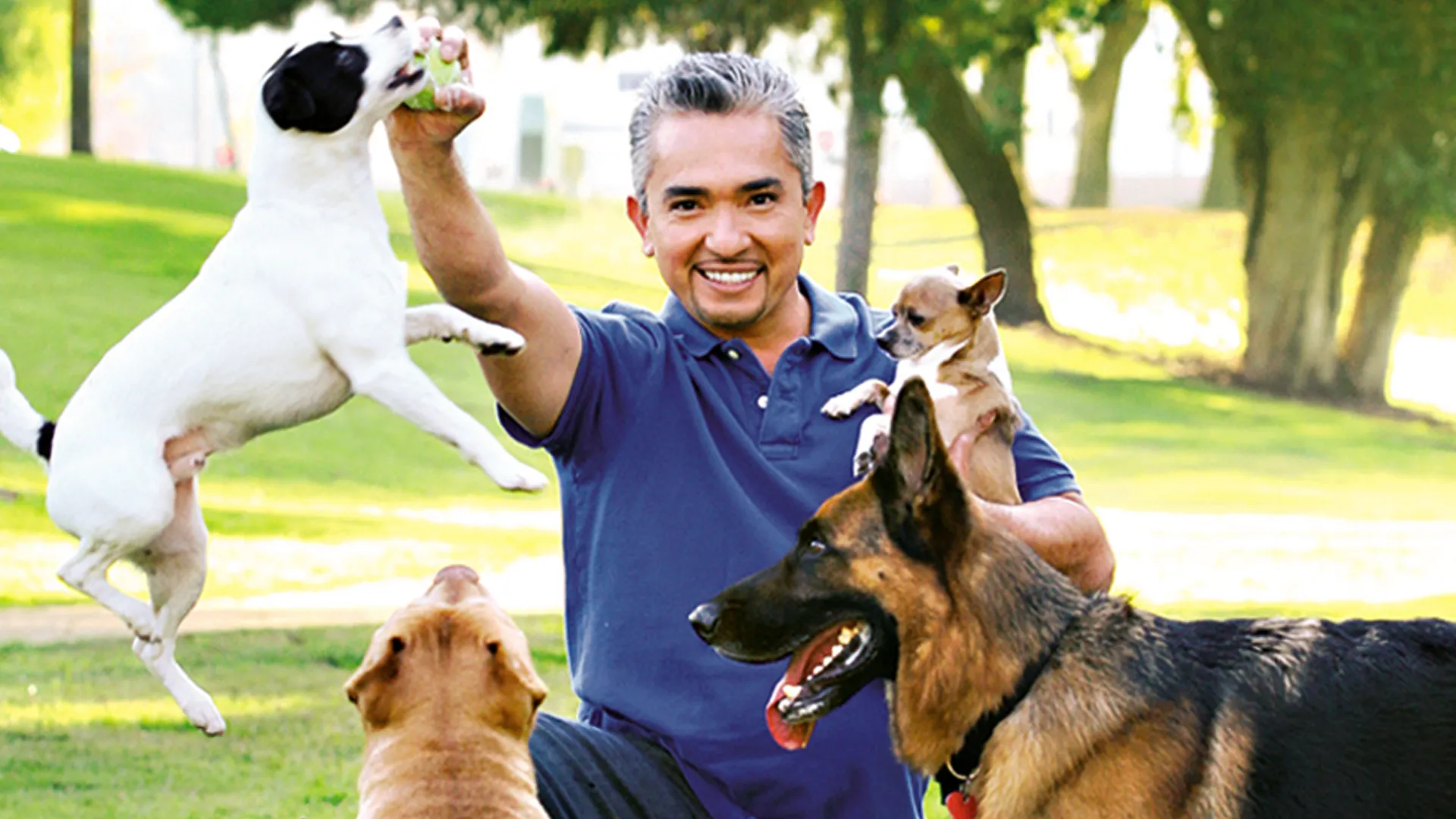 Hundehviskeren
