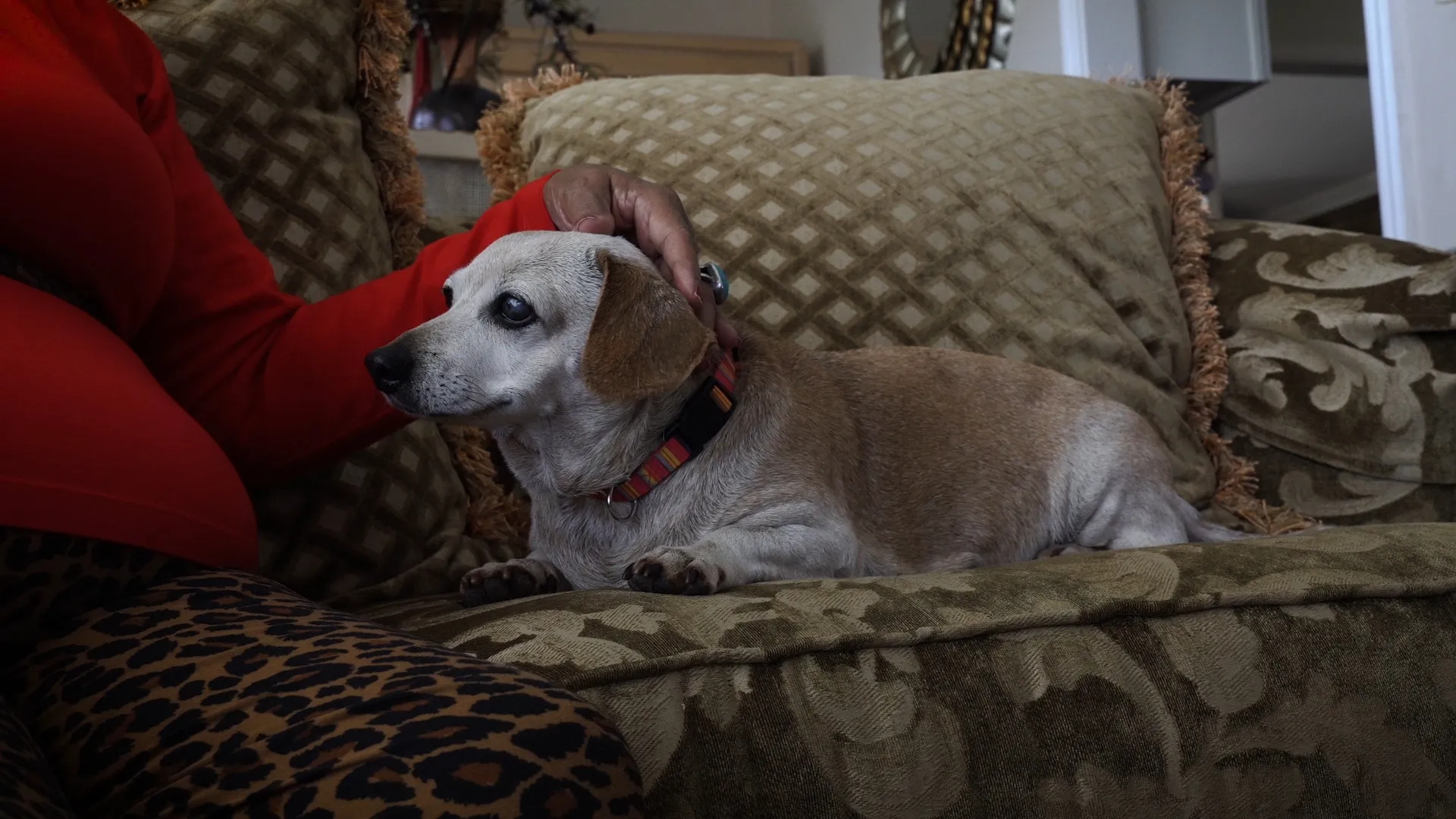 Old Friends: A Dogumentary