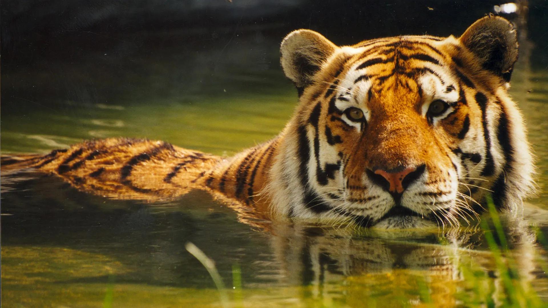 Zoo Diaries