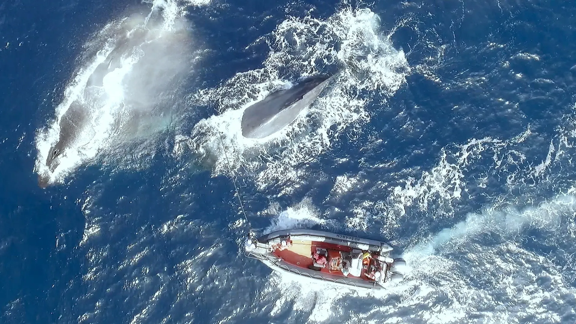 Loneliest Whale, The CA