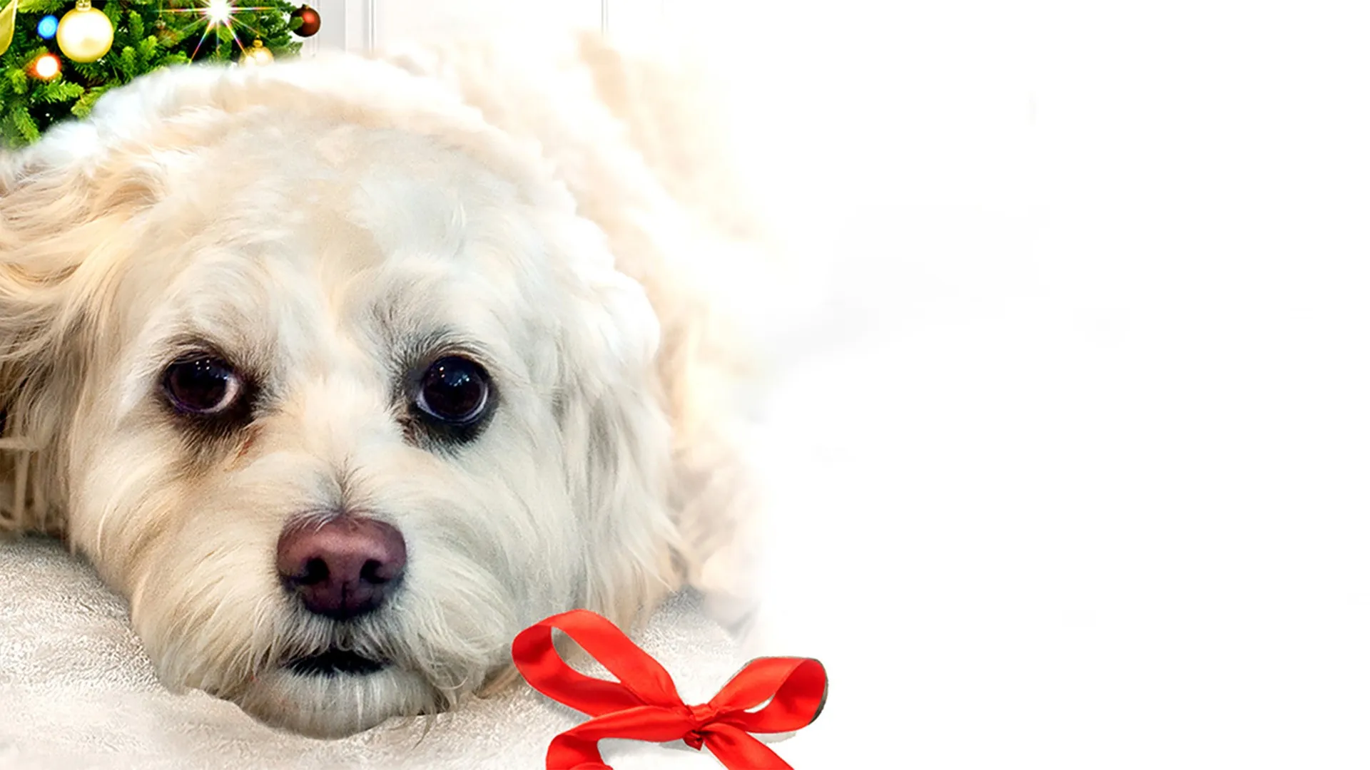 12 deseos para Navidad