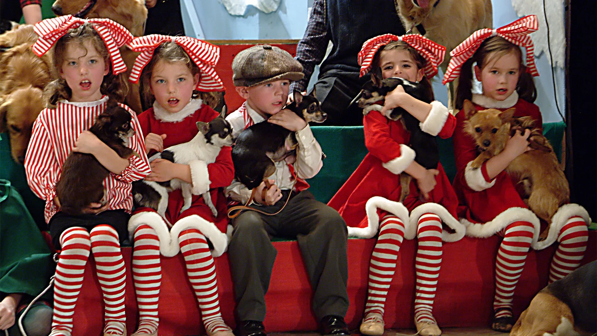 12 Chiens Pour Noel