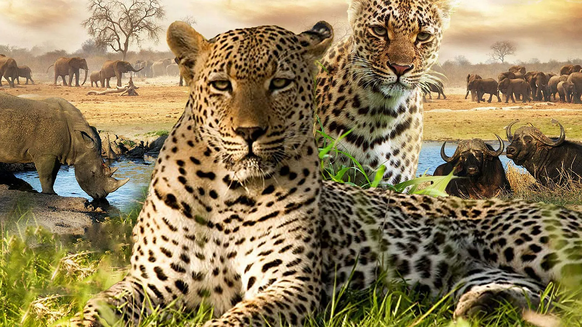 Abenteuer Südafrika: Auf den Spuren von weißen Haien und den Big Five