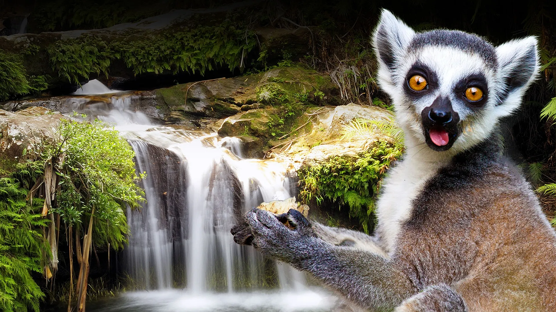 Wildes Madagaskar: Die Insel der Lemuren