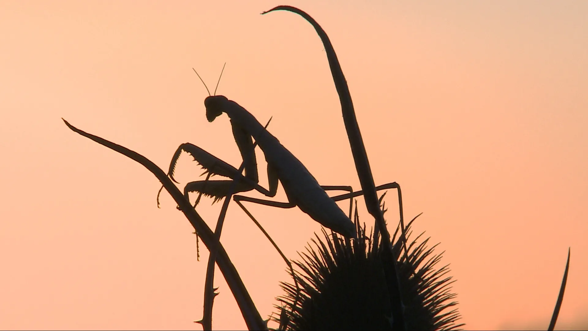 Wild Italy: Top Predators