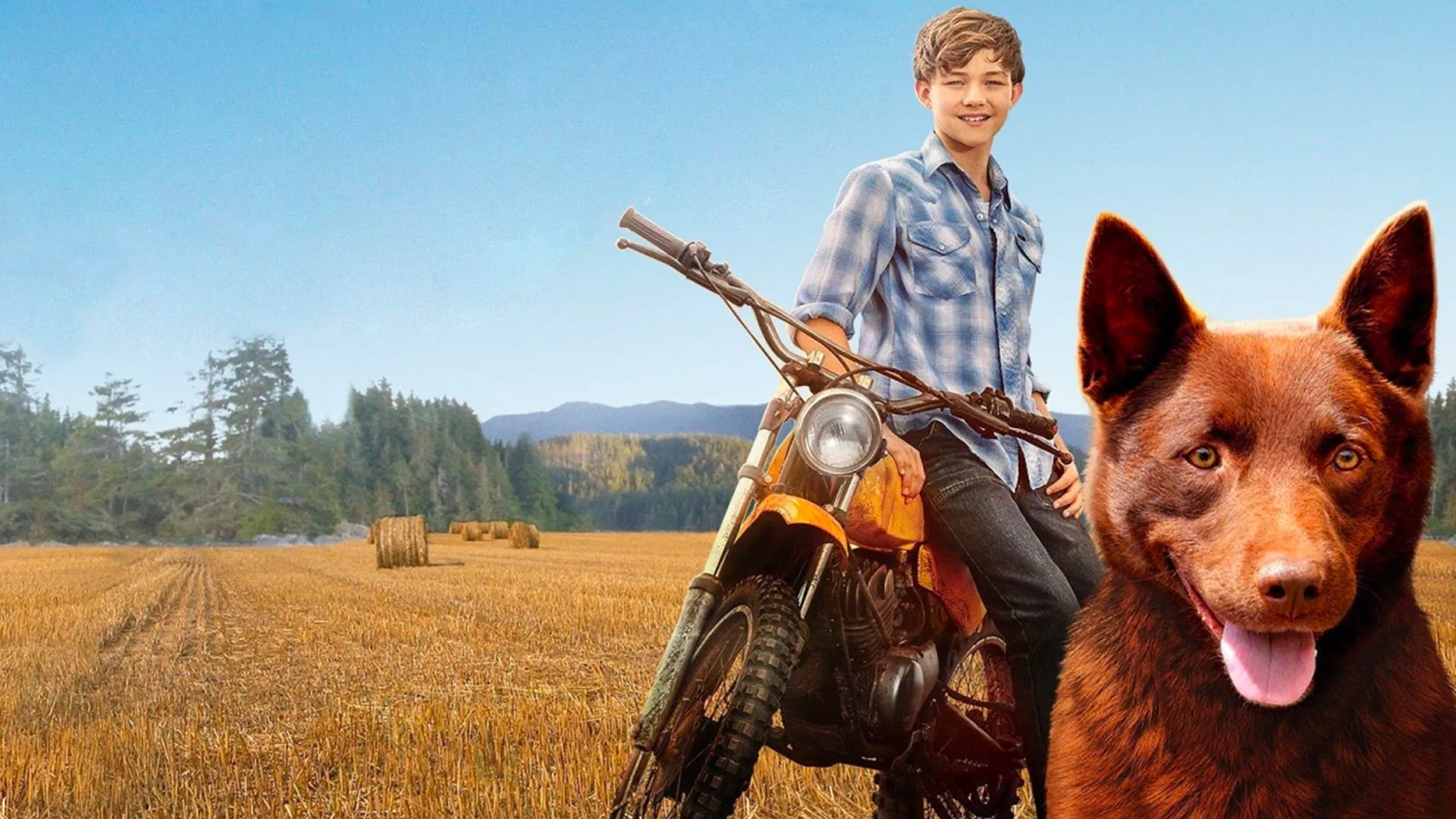 Red Dog