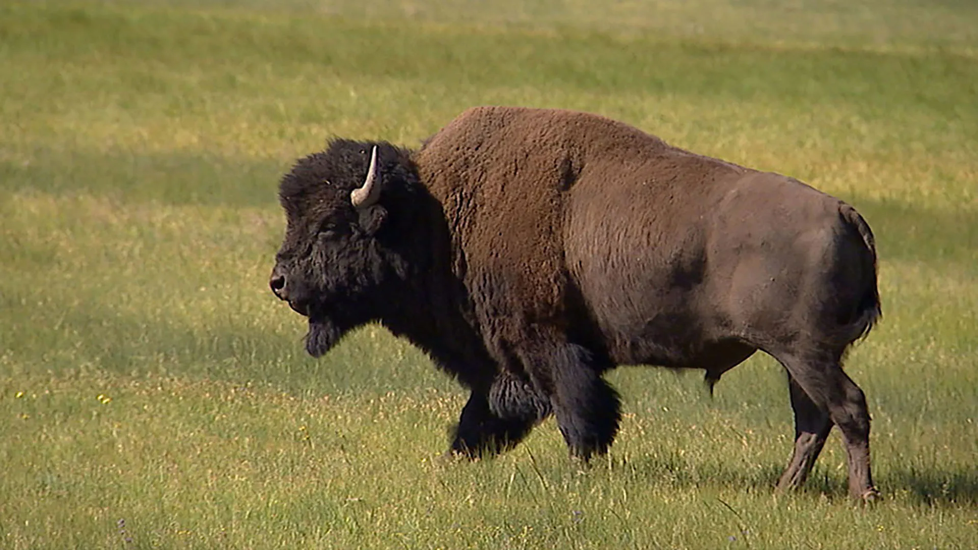 Wildlife Of The West