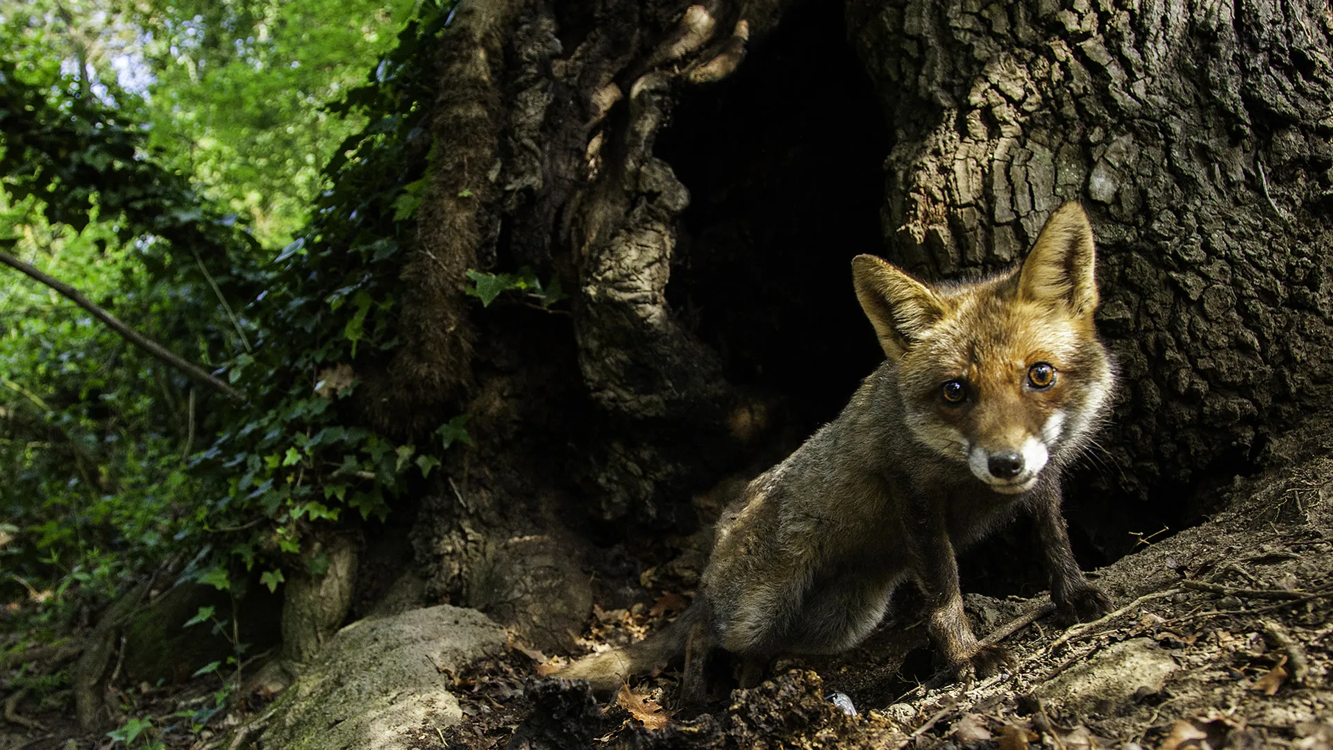 Wildlife Diares