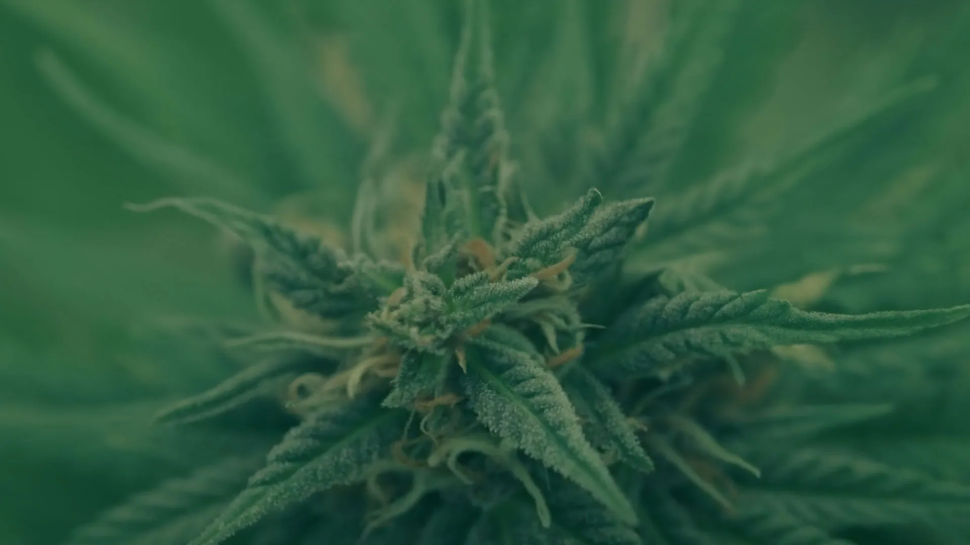Madre planta