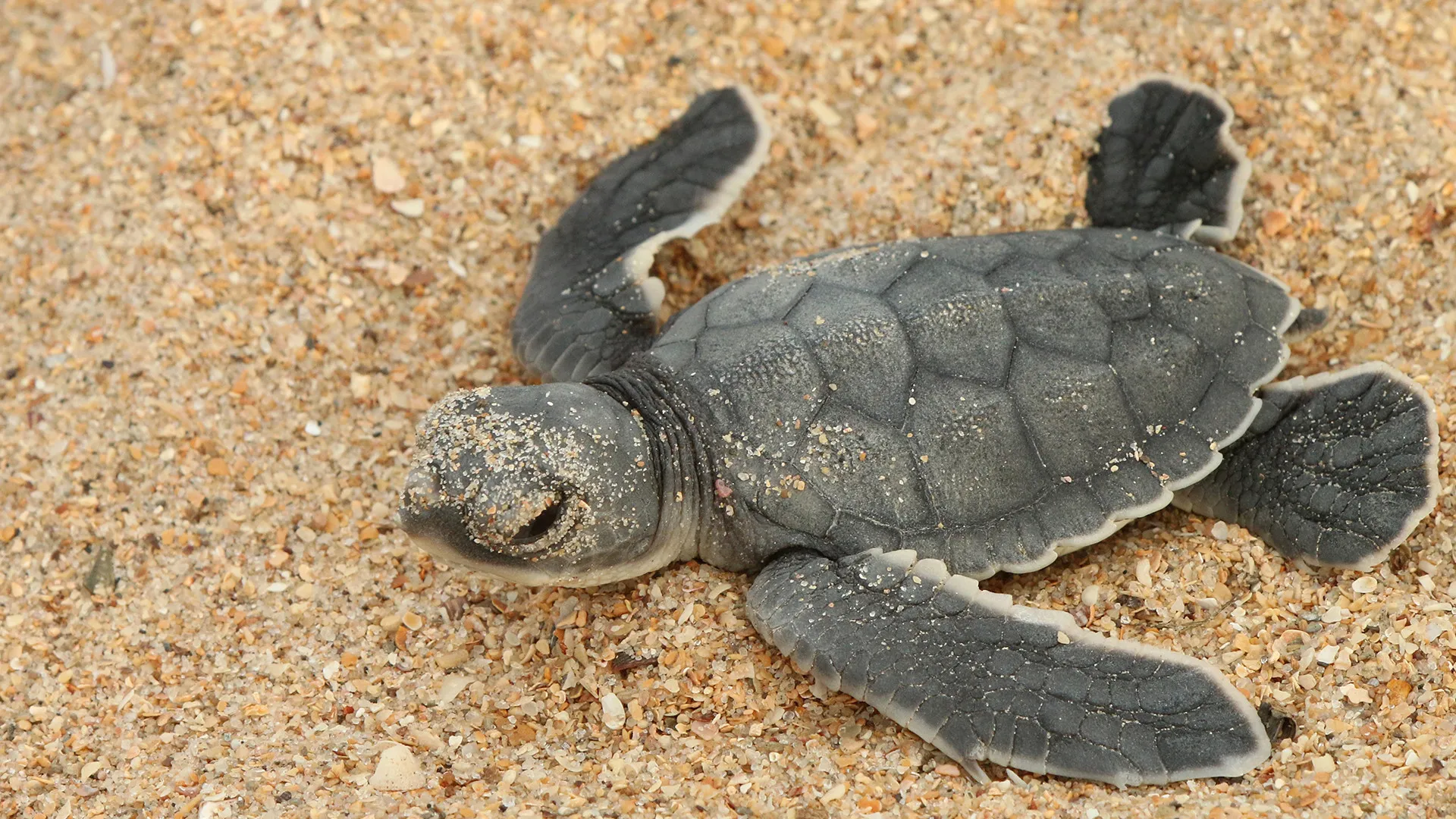 Hidden Nature in Guinea Bissau