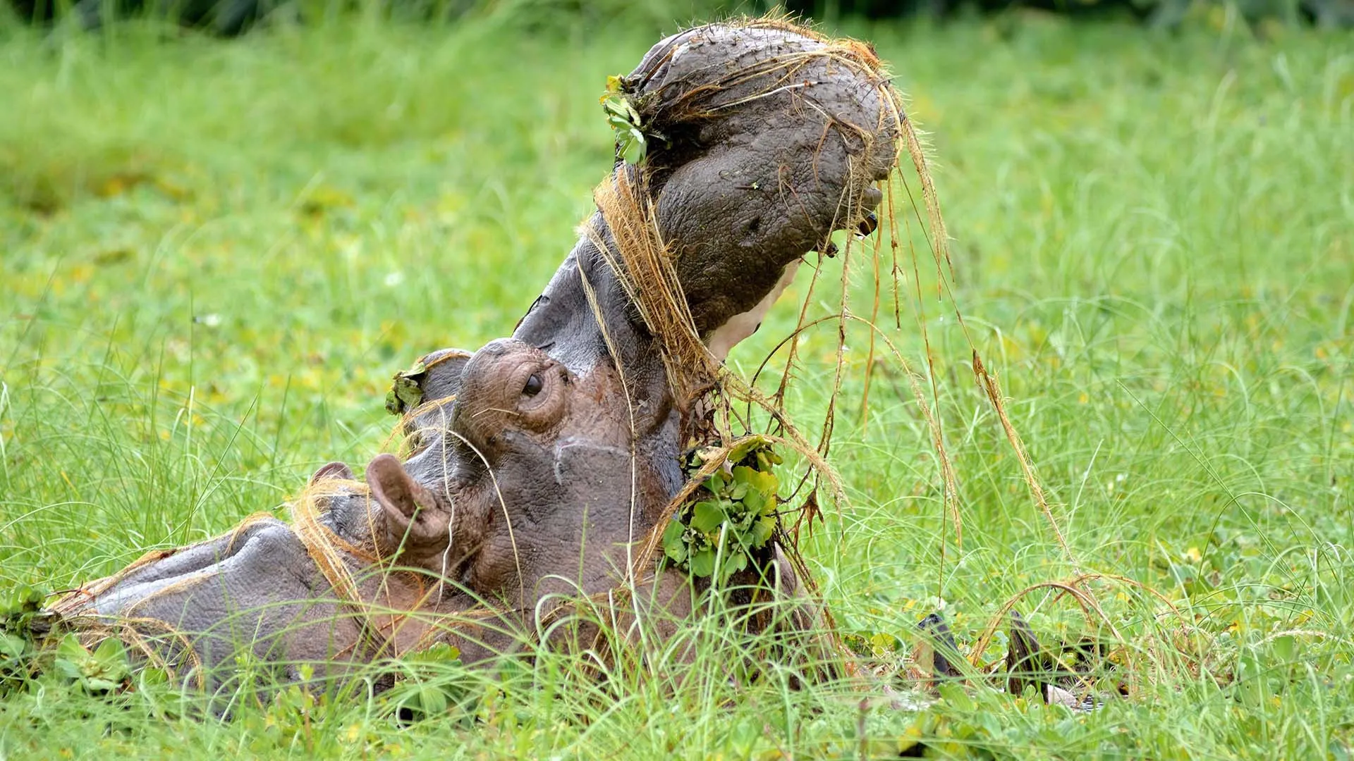 Island of the Hippos