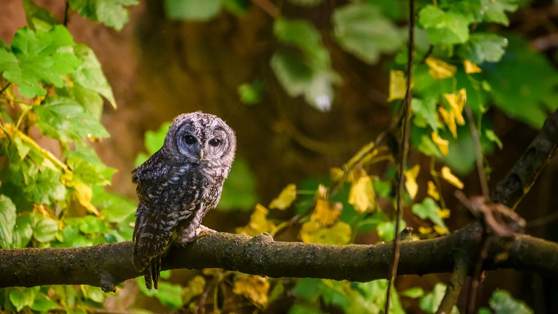 Wildlife Rebirth in the Old Mine