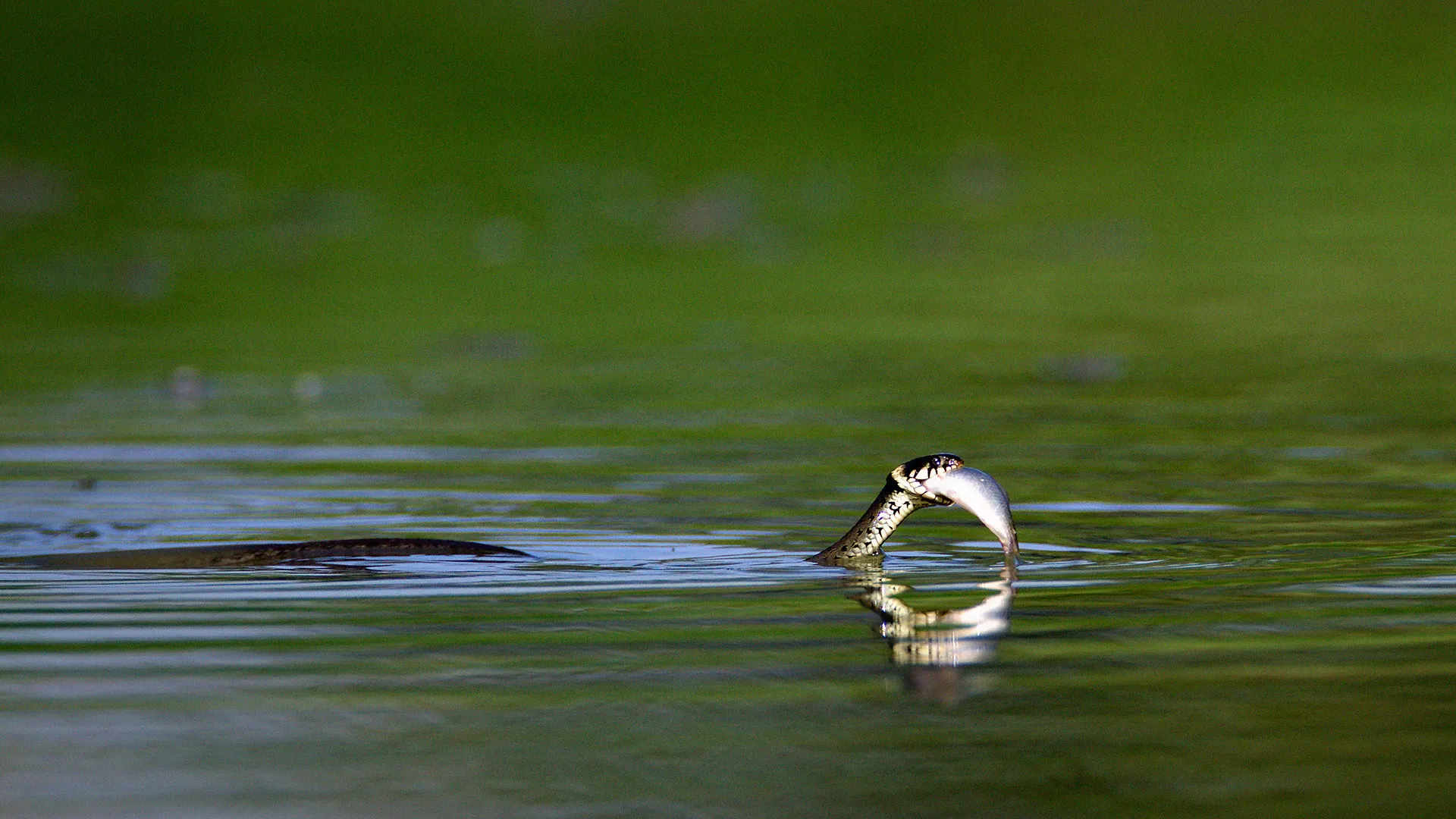 Rivers of Croatia