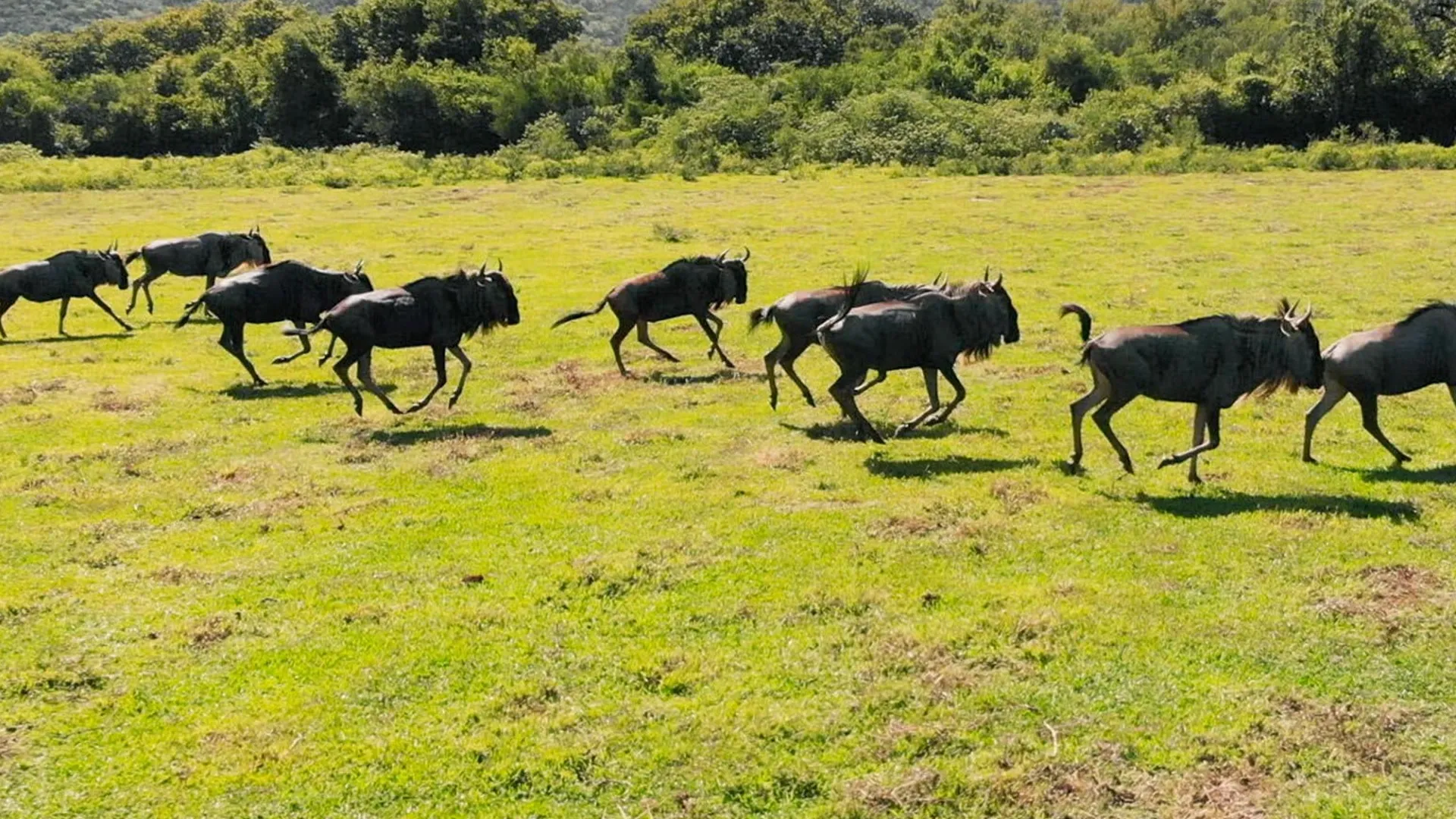 Ecos de la Tierra