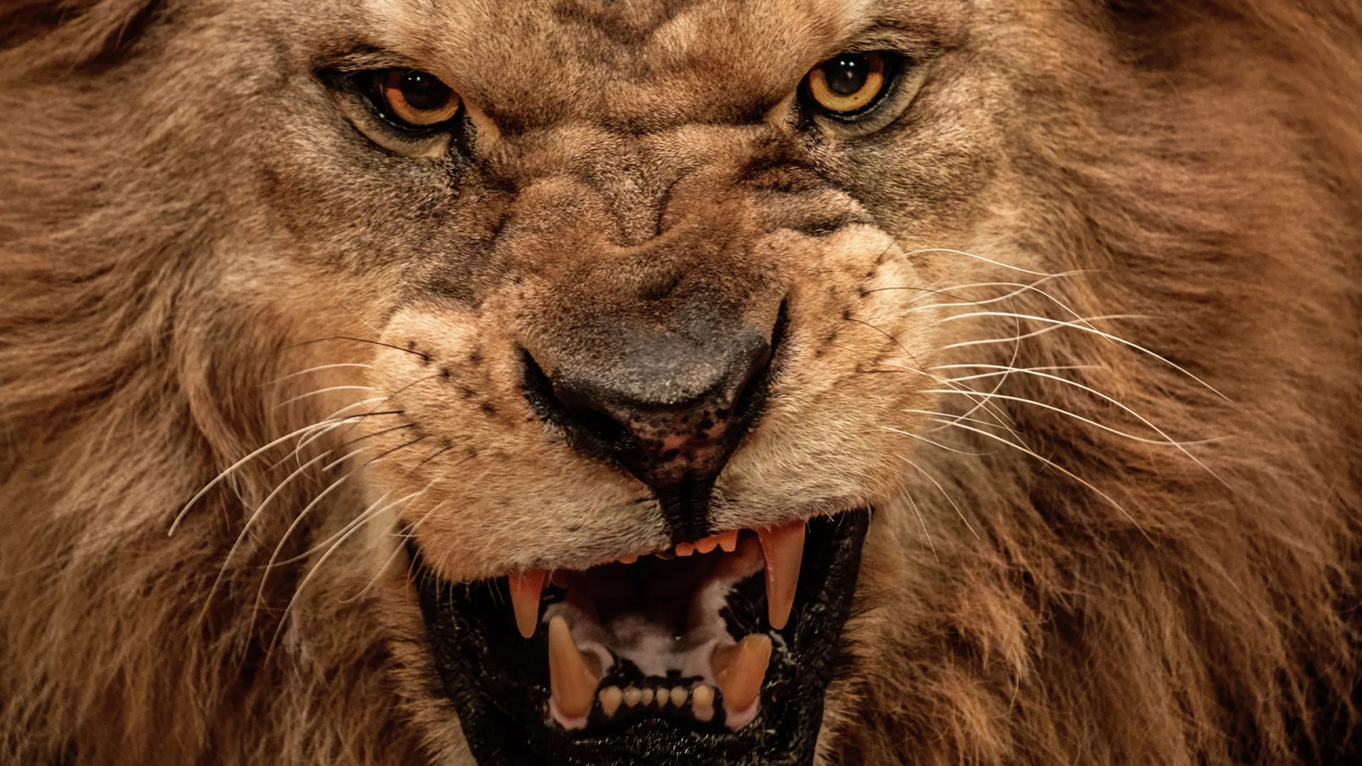 Animal Armory