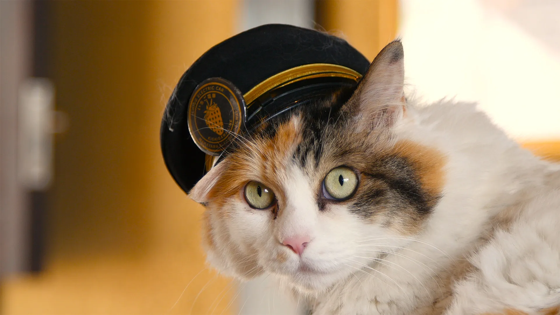 Cat Nation