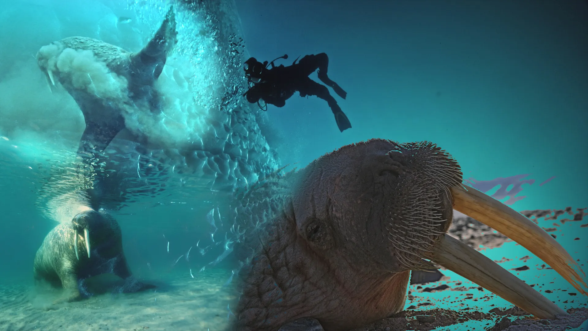 Chasing Walrus (With A Stubborn Photographer)