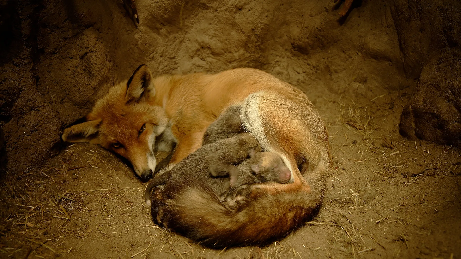 Animal Homes