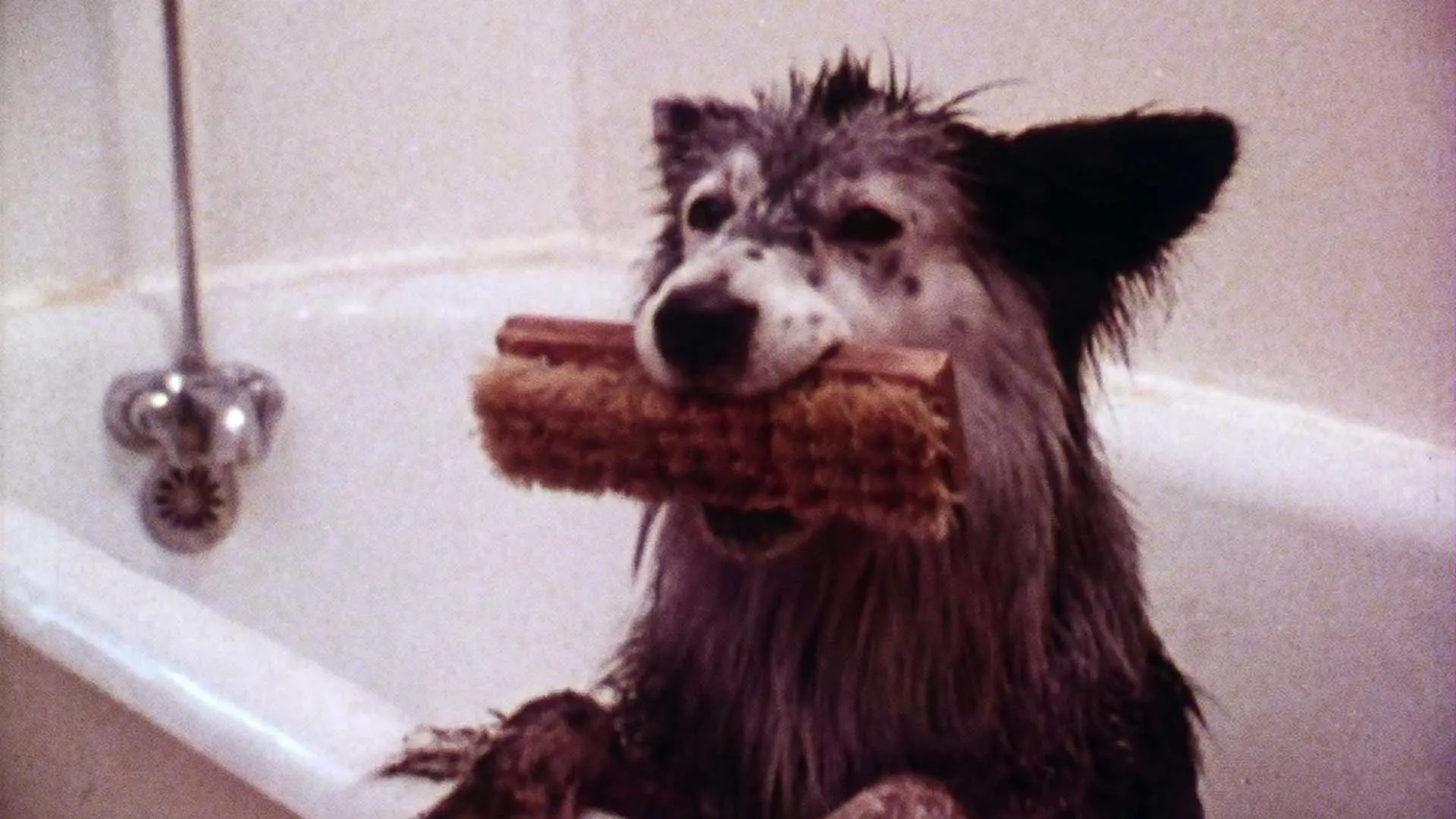 RiffTrax Shorts: Harry the Dirty Dog
