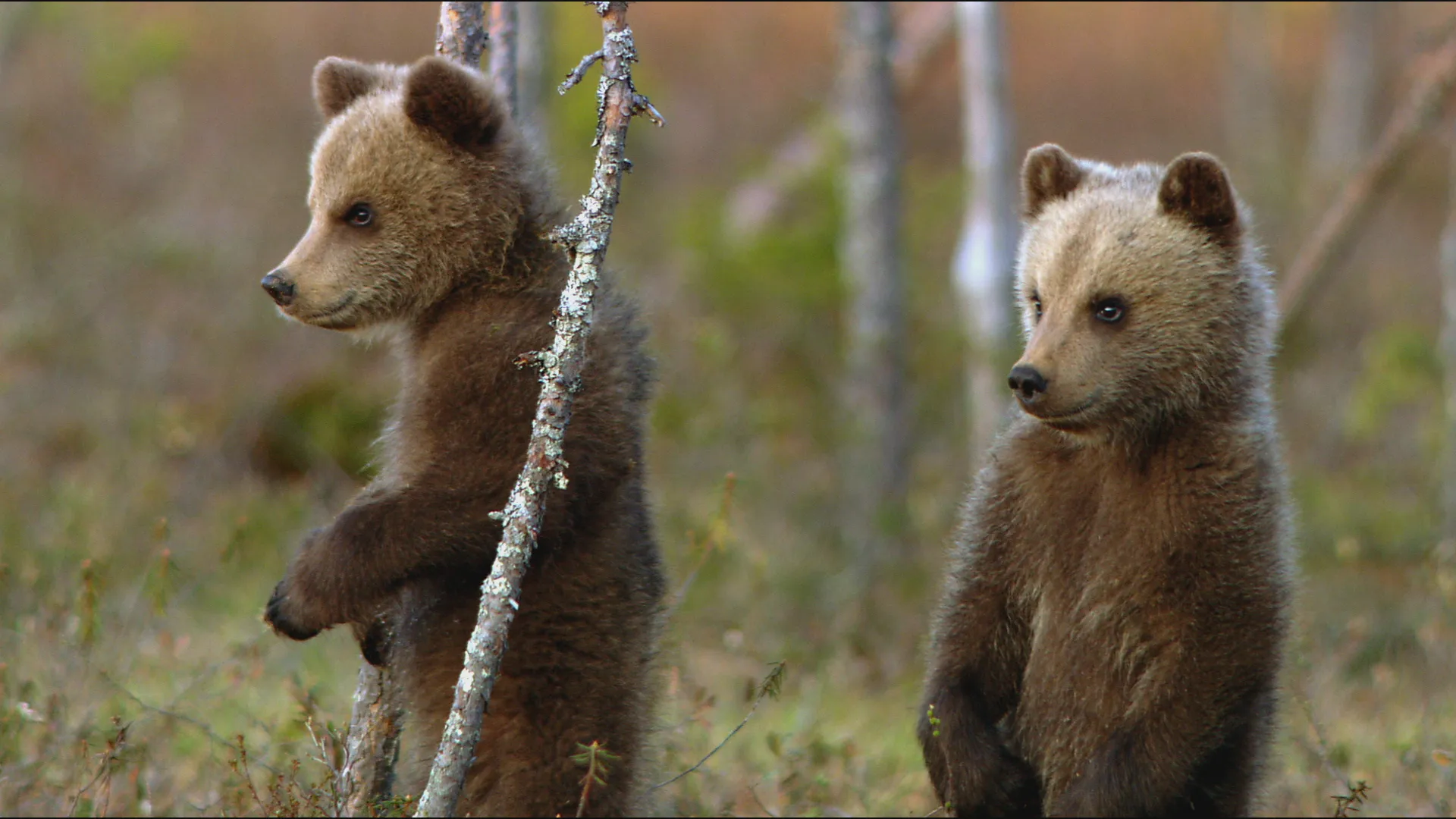 Bear Essentials