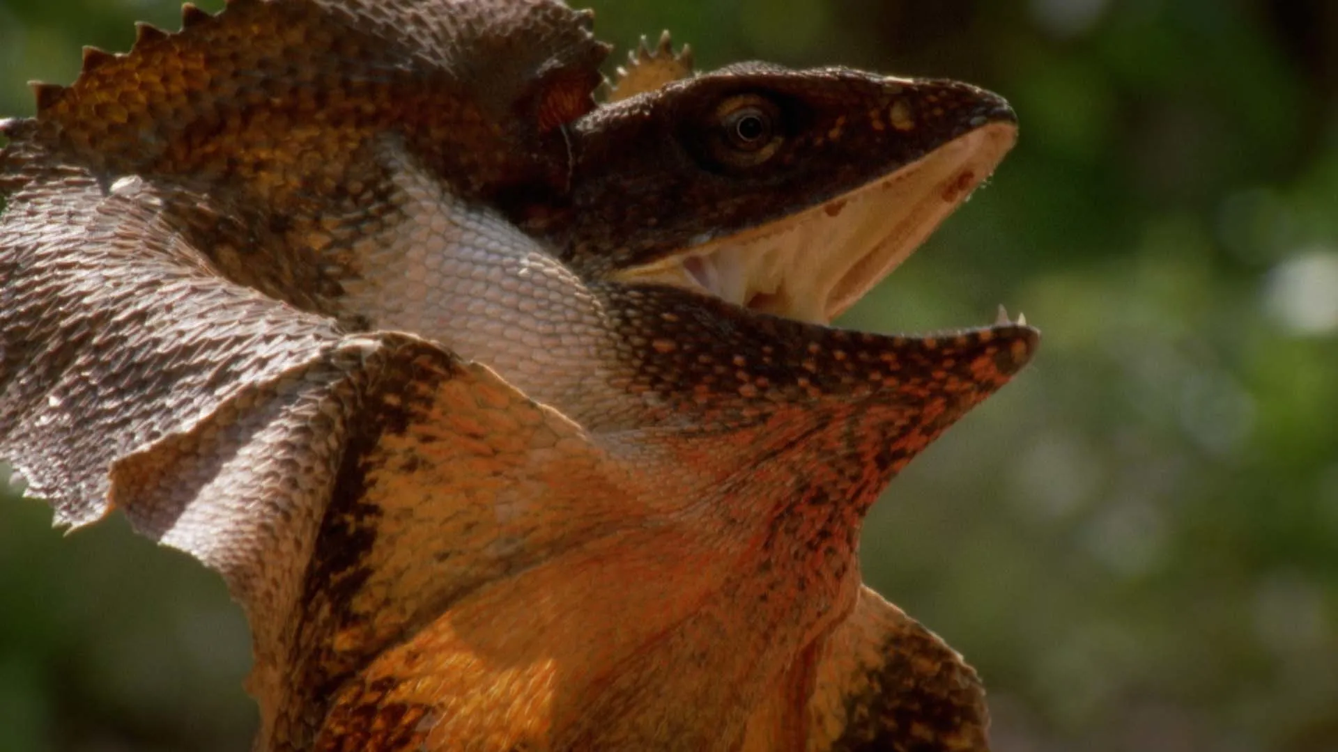 Australia's Deadly Monsters