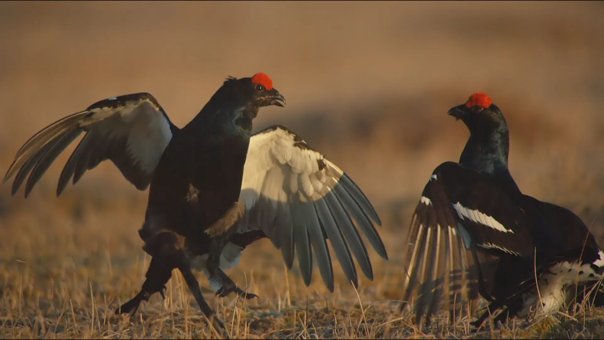 The Real Angry Birds