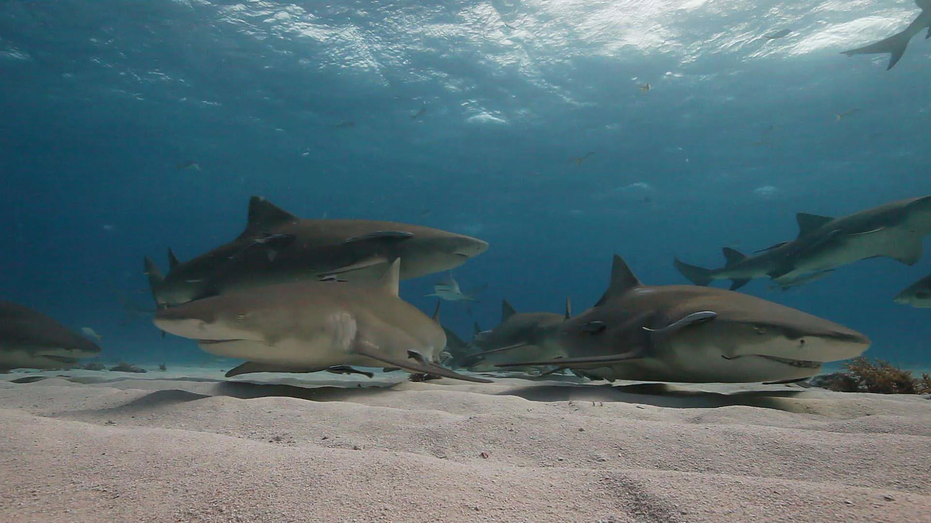 Wild Sharks
