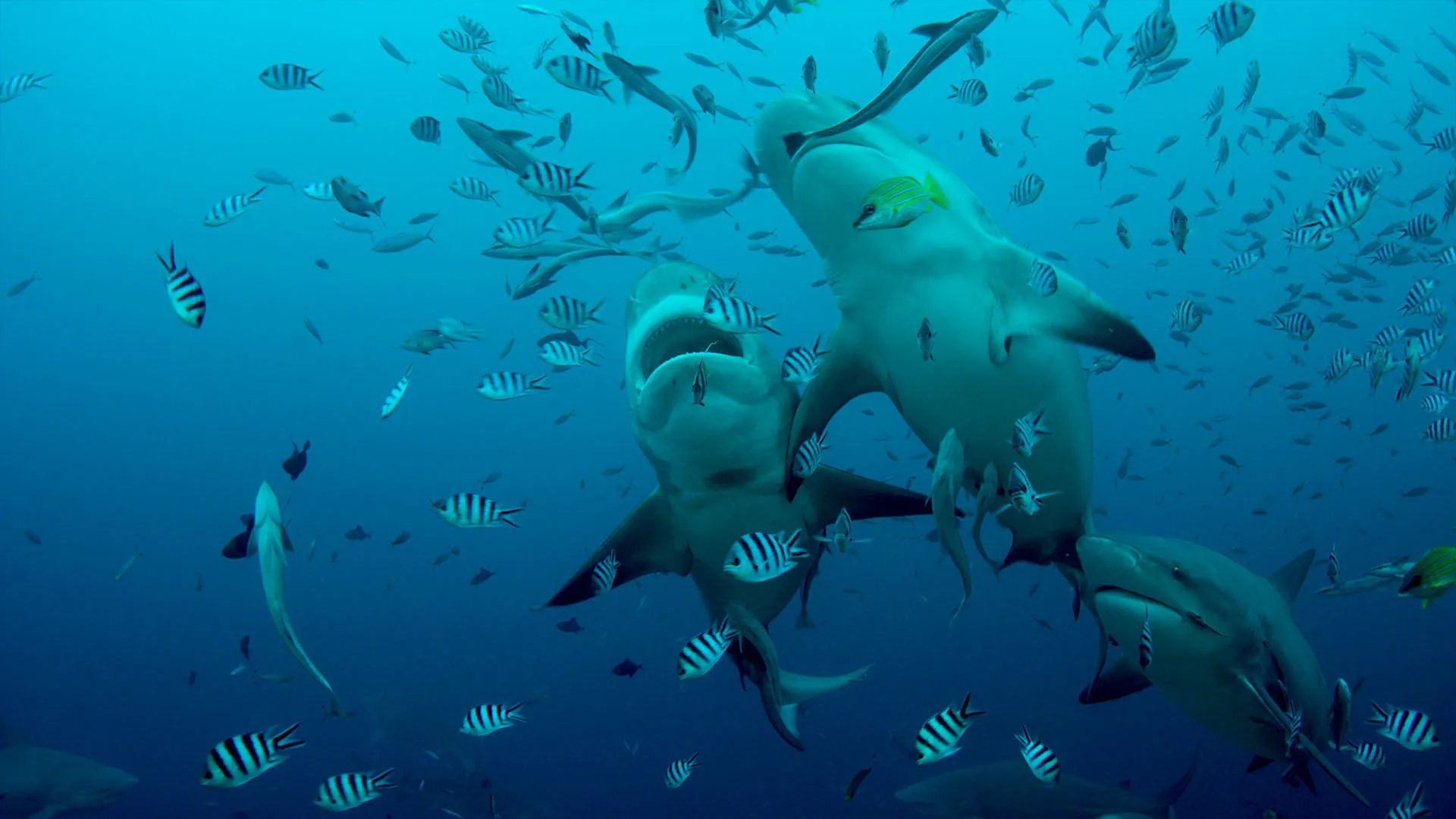Great Barrier Reef: A Living Treasure Season 1