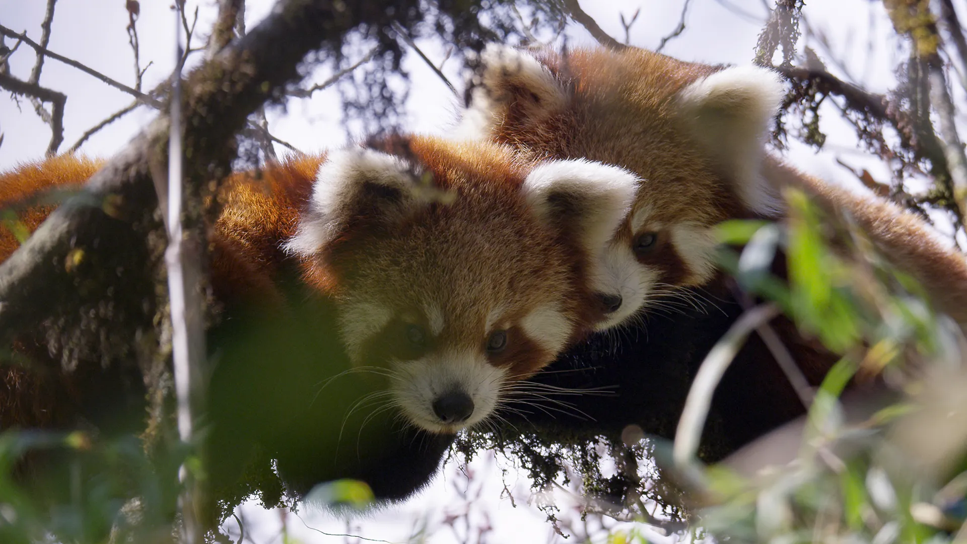 Red Panda - The World's Cutest Animal