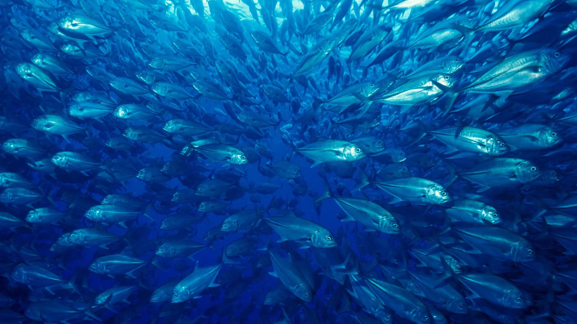 Mysterious Oceanic Oases